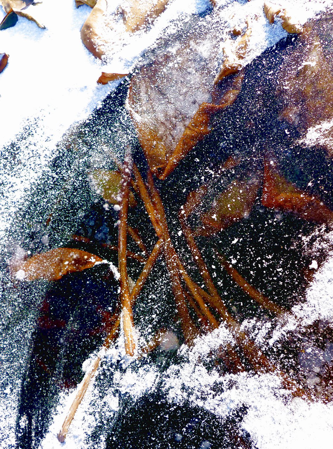 冰雪残荷傲风骨---孙铁石