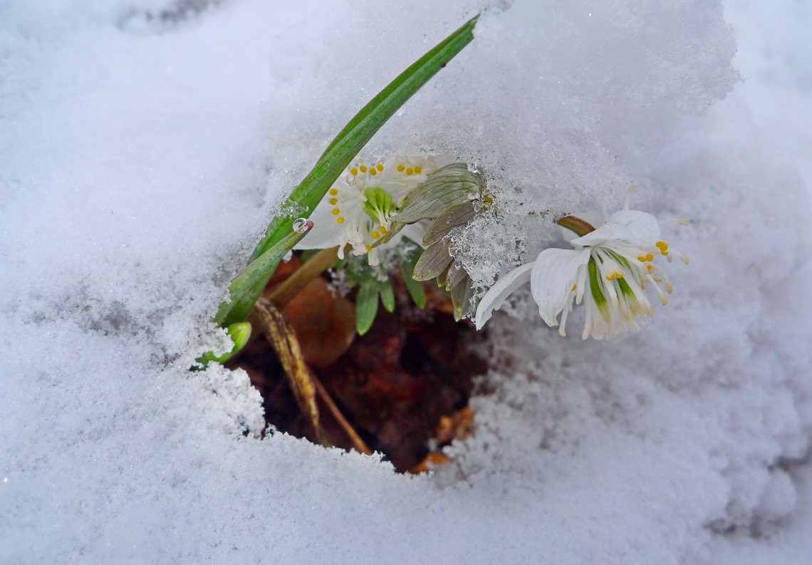 春天的使者--孙铁石