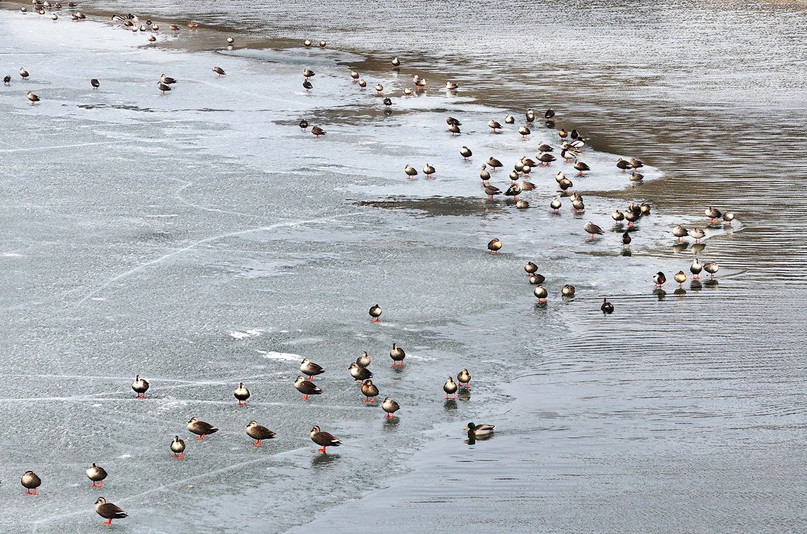 冰河精灵--辛静华