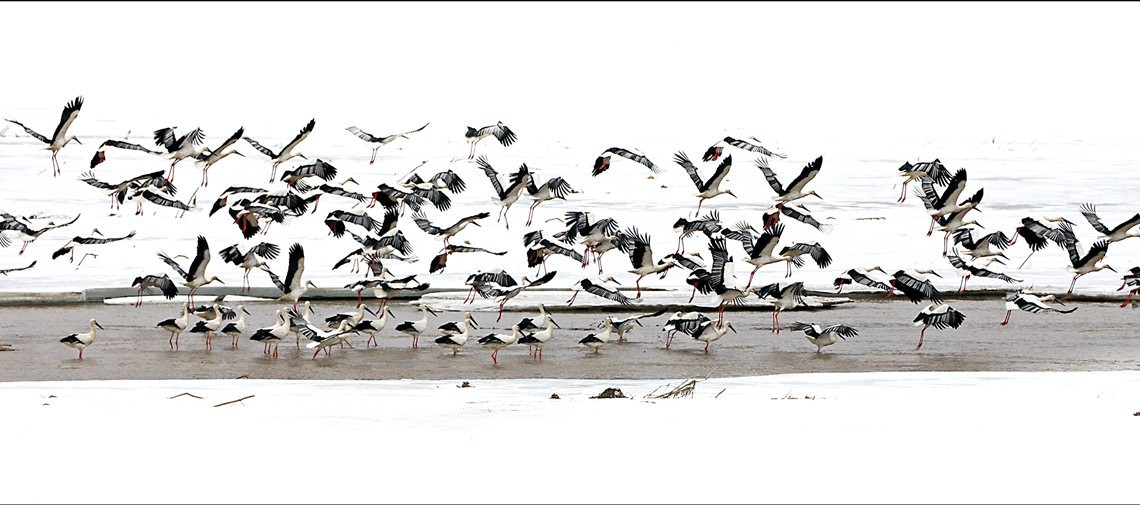 雪落湿地白鹳飞---孙铁石