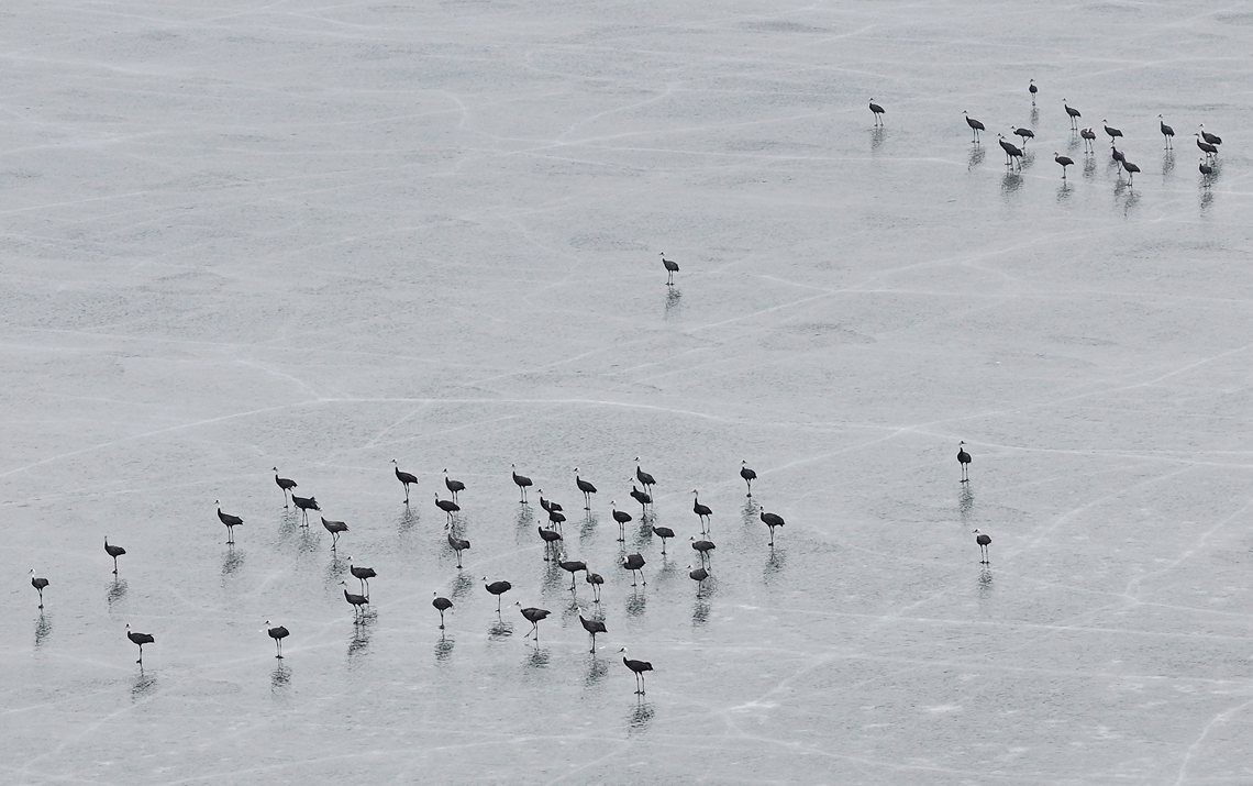 寿山湖的使者--白头鹤 --辛静华