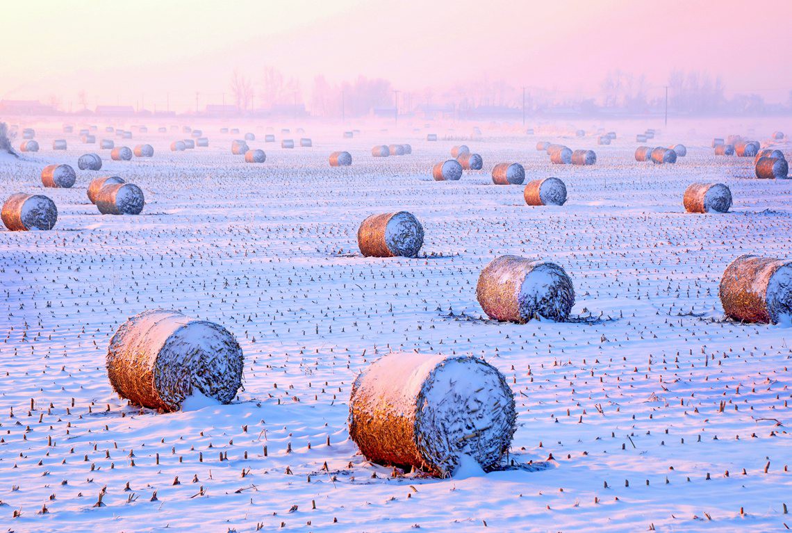 雪野金卷--于金友