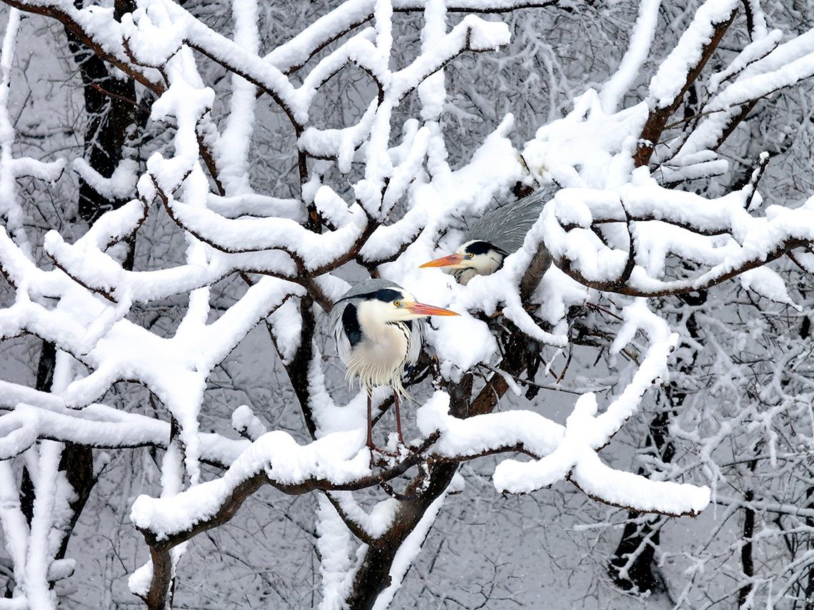 瑞雪情缘--刘蕾