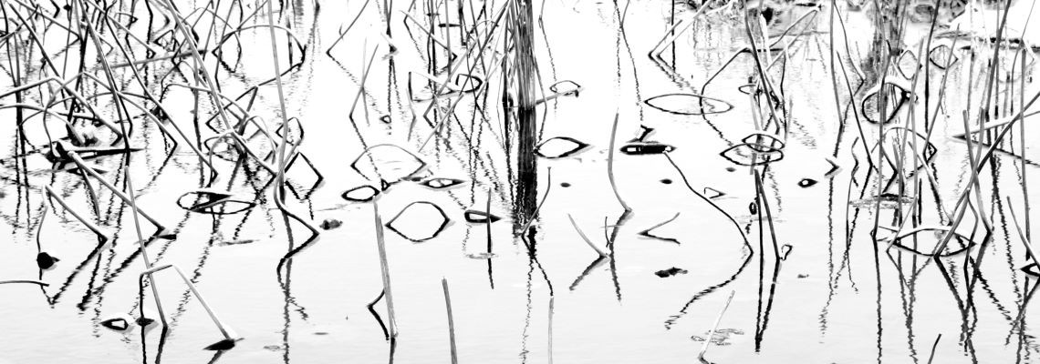 雪落荷塘---张淋皓