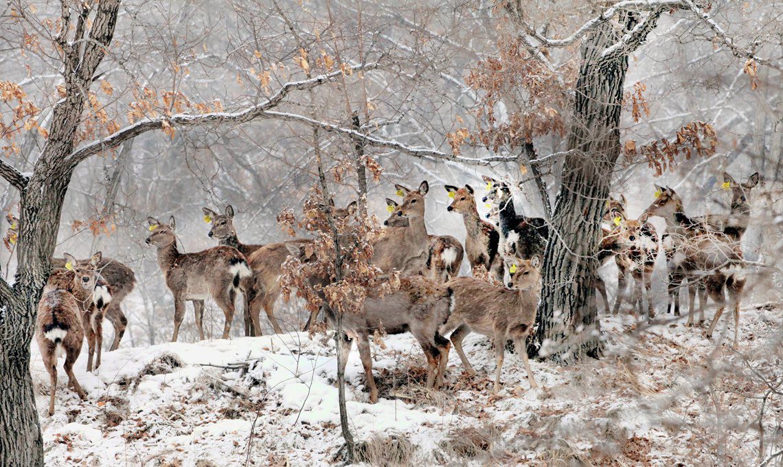雪霁鹿影---白永贵