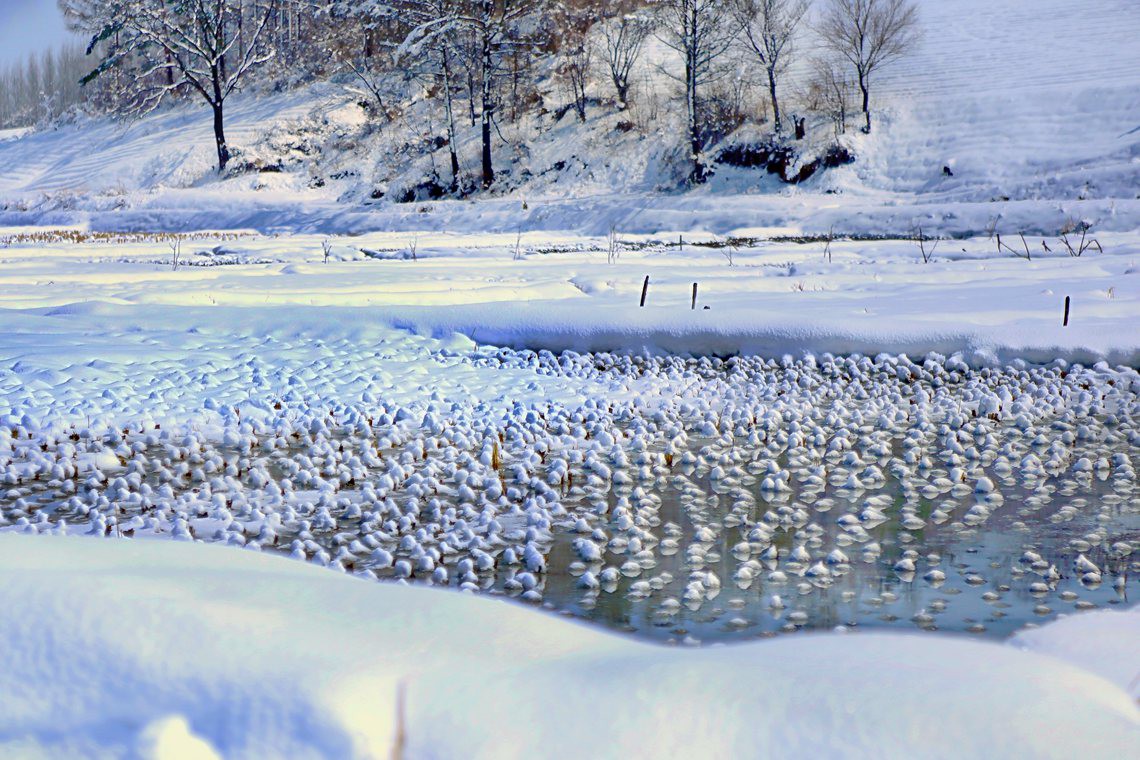 冰雪“黏米团”---白永贵